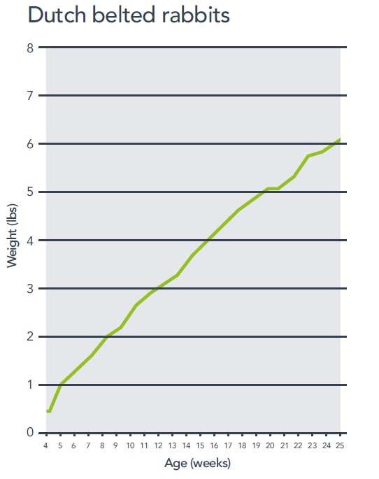 dutch-belted-rabbits