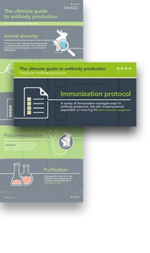 02_infographic_polyclolal_antibody_highlight.jpg.